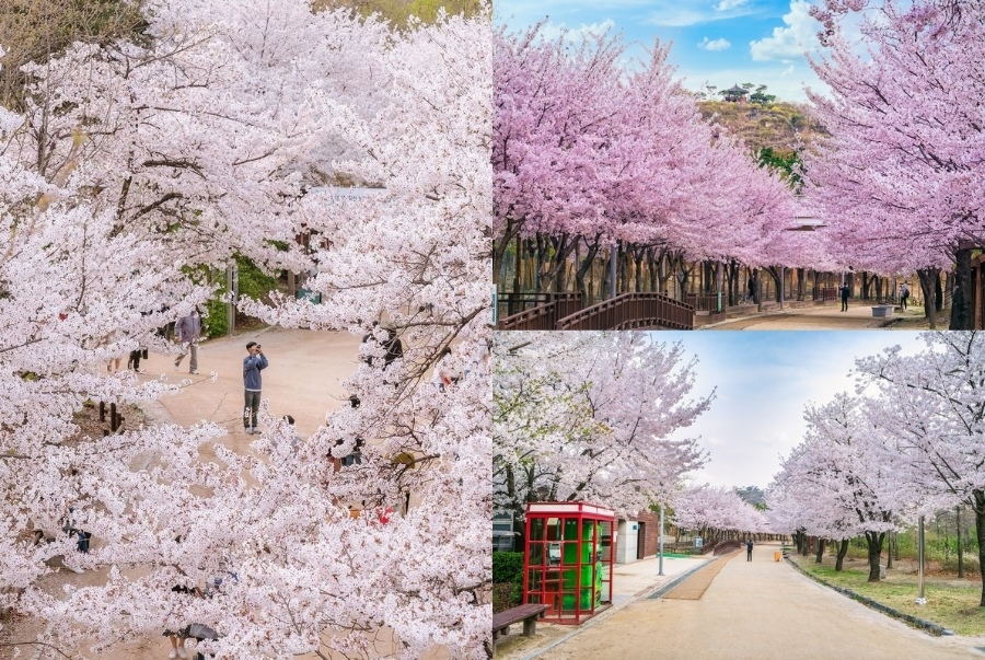 Seoul Forest nằm ở quận Seongdong và được xem là lá phổi xanh lớn nhất của thủ đô