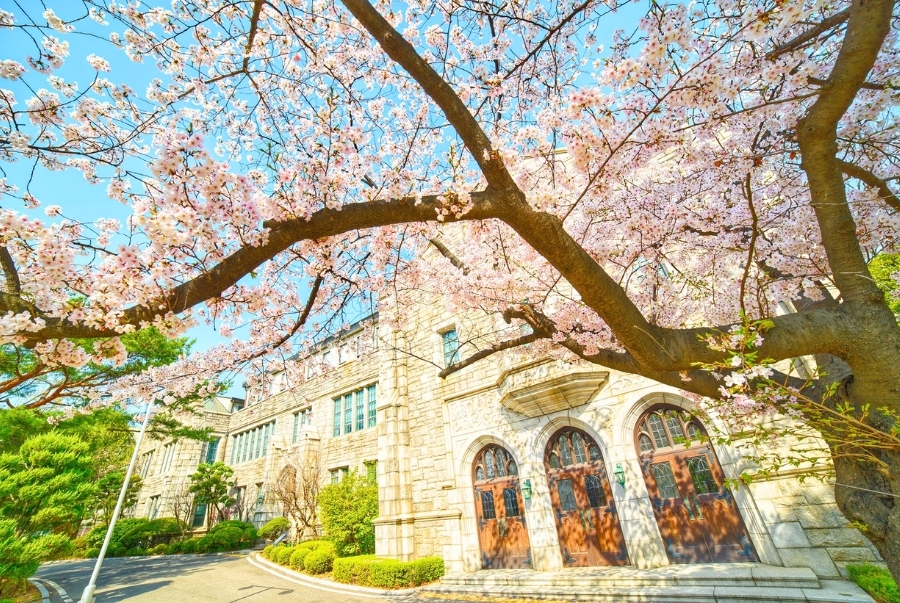 Đại học Nữ Ewha là điểm check in luôn được săn đón mỗi khi xuân về