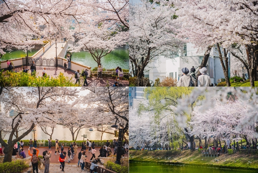 Hoa anh đào nở rộ quanh hồ Seokchon vào mùa xuân