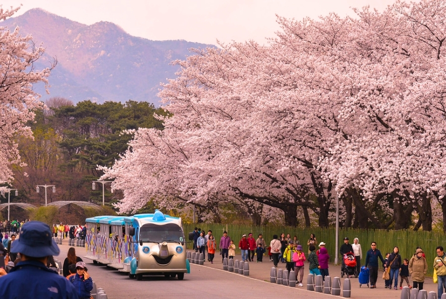 Hoa anh đào tại Seoul Grand Park sẽ nở rộ vào giữa tháng 4