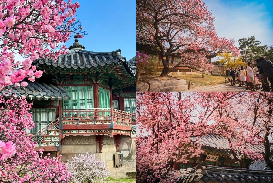 Hoa anh đào nở rộ trong khuôn viên Changdeokgung