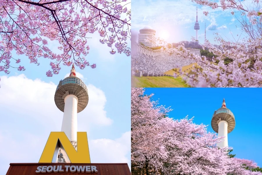 Khung cảnh thơ mộng của tháp Namsan khi hoa nở rộ