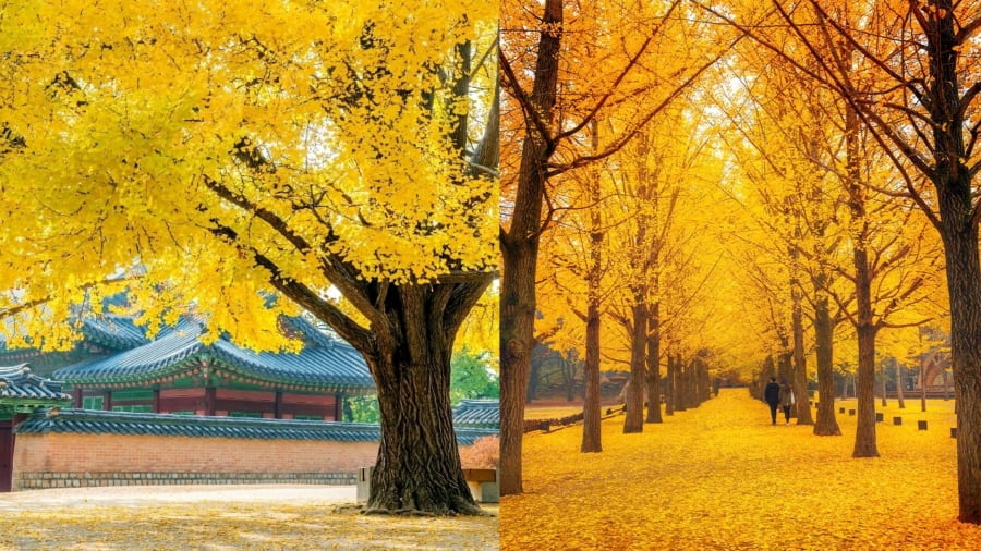 Đảo Nami là một điểm đến không thể thiếu trong hành trình khám phá Hàn Quốc mùa thu