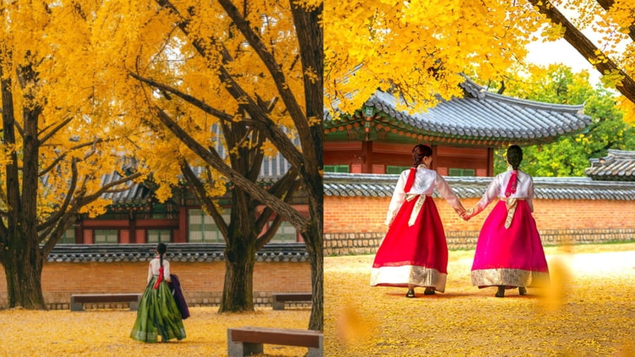 Cung điện Gyeongbokgung trở nên lung linh hơn bao giờ hết với những hàng cây ngân hạnh vàng rực rỡ bao quanh