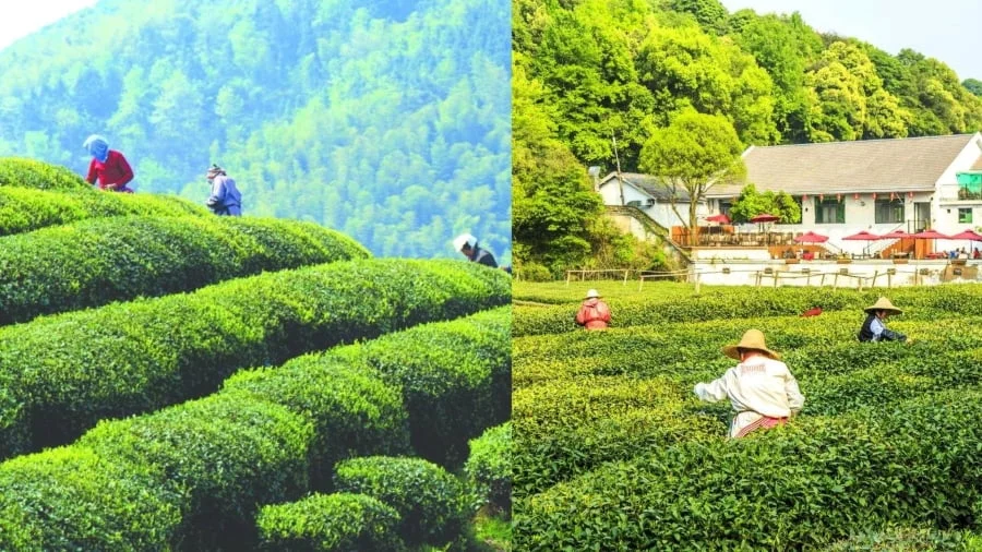 Làng trà Long Tỉnh là cái nôi sản sinh ra loại trà xanh nổi tiếng bậc nhất Trung Quốc