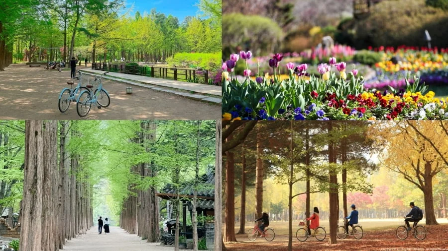 Đảo Nami, thiên đường lãng mạn gần Seoul, là điểm đến không thể bỏ lỡ khi đi du lịch Hàn Quốc