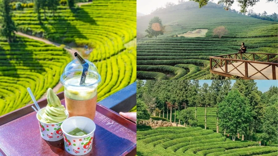 Khi đặt chân đến Vườn trà Boseong, bạn sẽ ngỡ như lạc vào một bức tranh thiên nhiên tuyệt đẹp
