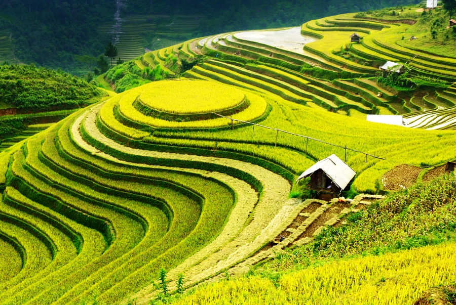 Ruộng bậc thang Tegallalang là biểu tượng của nền nông nghiệp truyền thống Bali