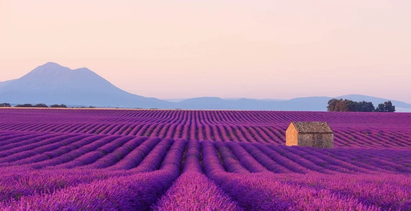 Luberon là một trong những vùng đất nổi bật với những cánh đồng hoa oải hương