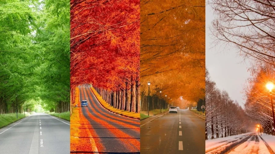 Khi đặt chân đến đảo Nami, có một địa điểm mà bạn nhất định không thể bỏ qua, đó chính là Đại lộ Metasequoia