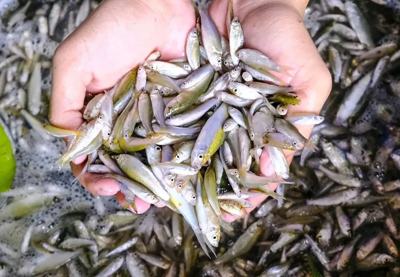 Mùa cá linh non ở Đồng Tháp