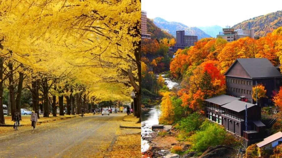 Sapporo mùa thu như một bức tranh rực rỡ với sắc vàng, đỏ của lá cây