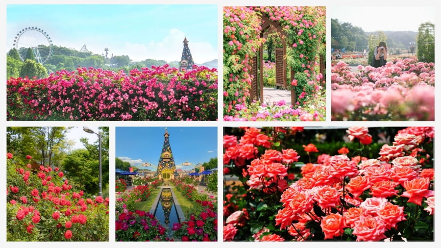 Khám phá Seoul với những con đường hoa hồng ngọt ngào