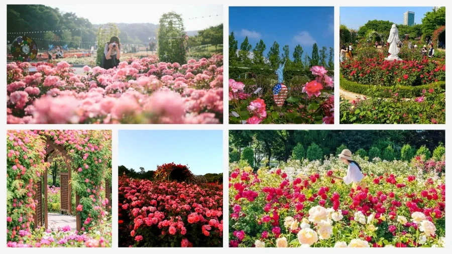 Lễ hội hoa hồng Seoul (Seoul Rose Festival - 서울장미축제)
