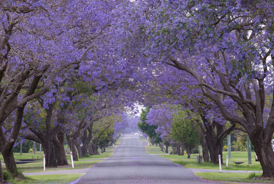 Hiện nay thành phố Grafton sở hữu hơn 2,000 cây Jacaranda