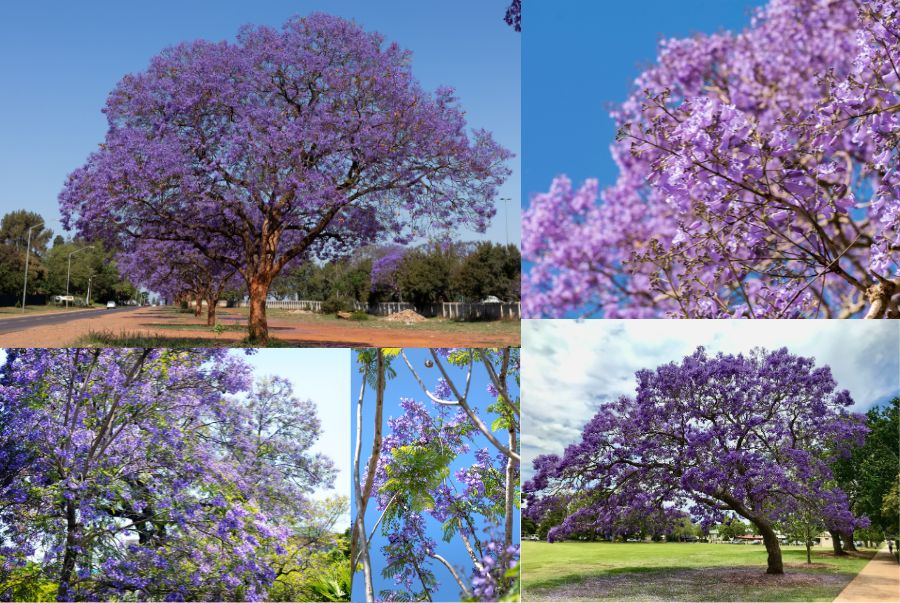 Hình ảnh những tán cây Jacaranda vươn cao, hoa buông thành chùm vô cùng dẹp mắt tại Grafton