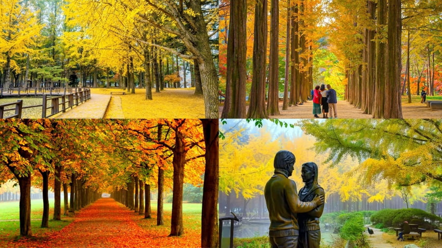 Đảo Nami mùa thu khiến nhiều du khách say mê với vẻ đẹp lãng mạn và quyến rũ đến nao lòng