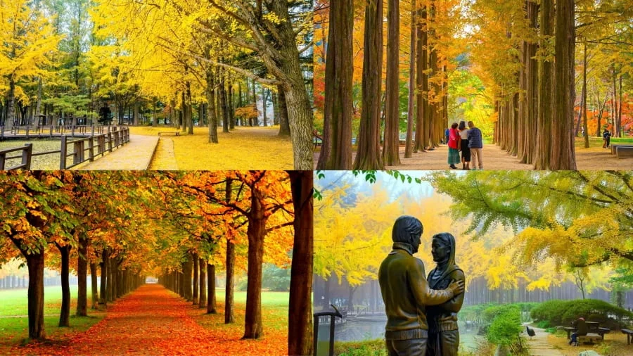 Đảo Nami mùa thu khiến nhiều du khách say mê với vẻ đẹp lãng mạn và quyến rũ đến nao lòng