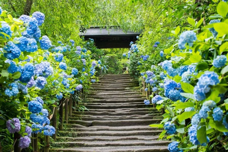 Đền Meigetsu-in nổi tiếng với tên gọi trìu mến ‘Đền Cẩm Tú Cầu’ và con đường hoa cẩm tú cầu tuyệt đẹp dẫn lối vào khuôn viên