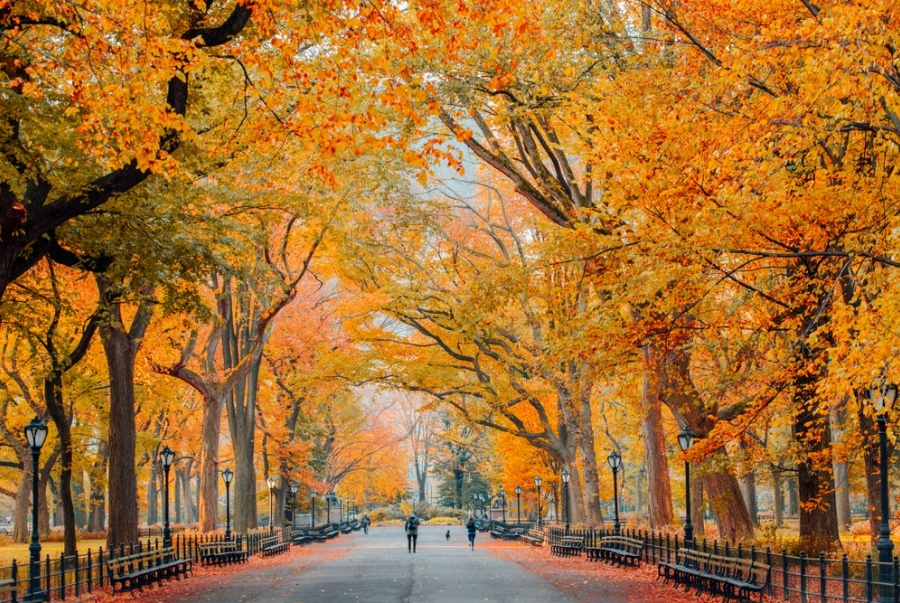Khắp các đại lộ, công viên ở New York vào mùa thu đều được phủ đầy sắc đỏ vàng xen kẻ