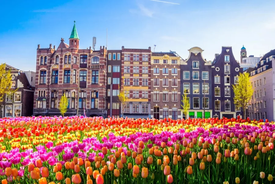 Hà Lan được biết đến là xứ sở của những cánh đồng hoa tulip ngút ngàn