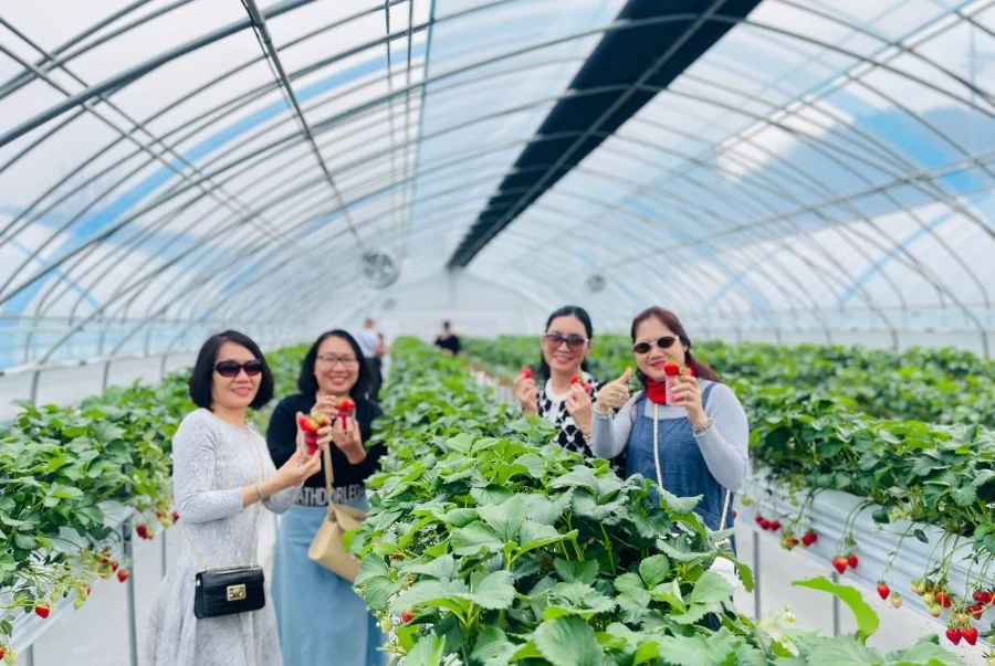 Hái trái cây theo mùa cũng rất được yêu thích trong các chuyến du xuân Hàn Quốc