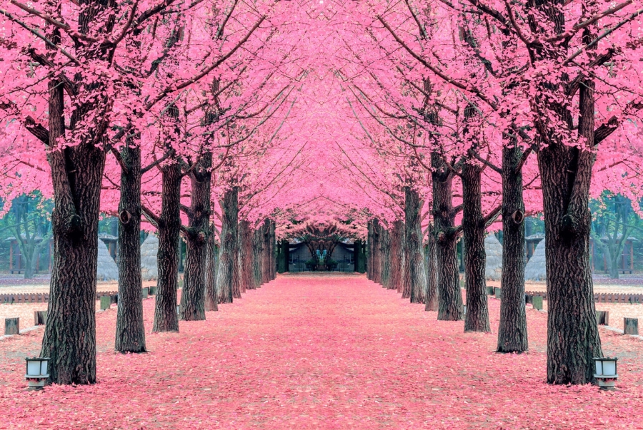 Đảo Nami trở nên thơ mộng hơn bao giờ hết vào mỗi mùa xuân về