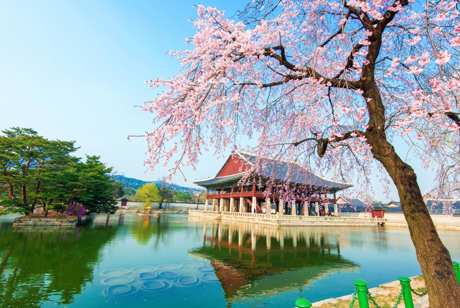 Hình ảnh nên thơ của Cung điện Gyeongbokgung vào mùa xuân