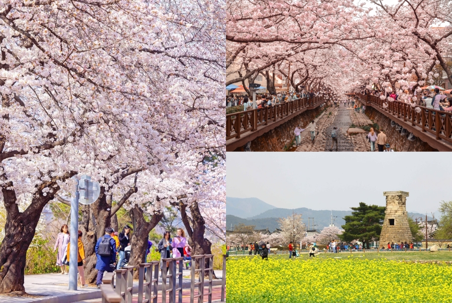 Những lễ hội nổi bật vào mùa xuân tại Hàn Quốc