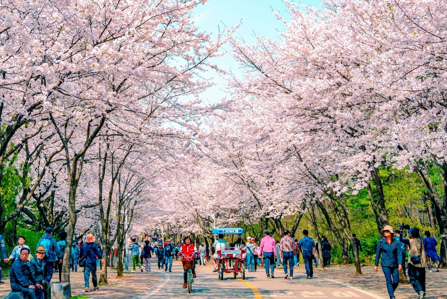 Dạo bước dưới những tán hoa anh đào rực rỡ