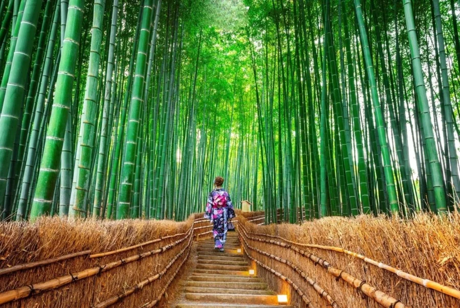 Arashiyama là khu rừng tre tự nhiên nổi tiếng nhất Nhật Bản được hình thành từ hàng trăm năm trước