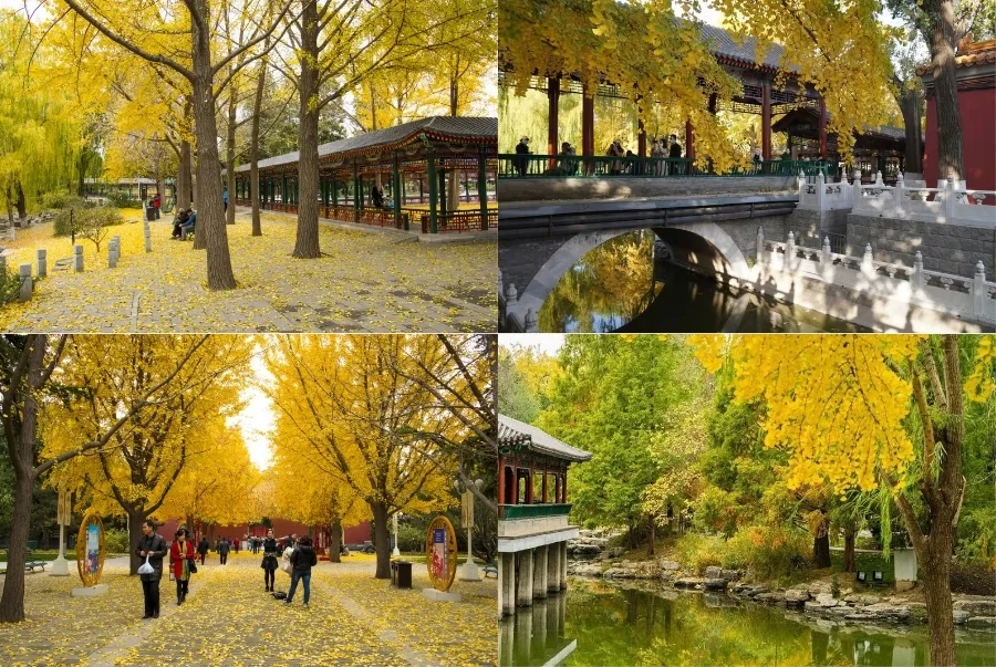 Hương Sơn là một trong những công viên được yêu thích nhất mỗi khi thu về