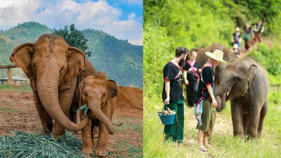 Nếu bạn yêu động vật và muốn có một trải nghiệm ý nghĩa, thì hãy dành chút thời gian để ghé thăm các khu bảo tồn voi