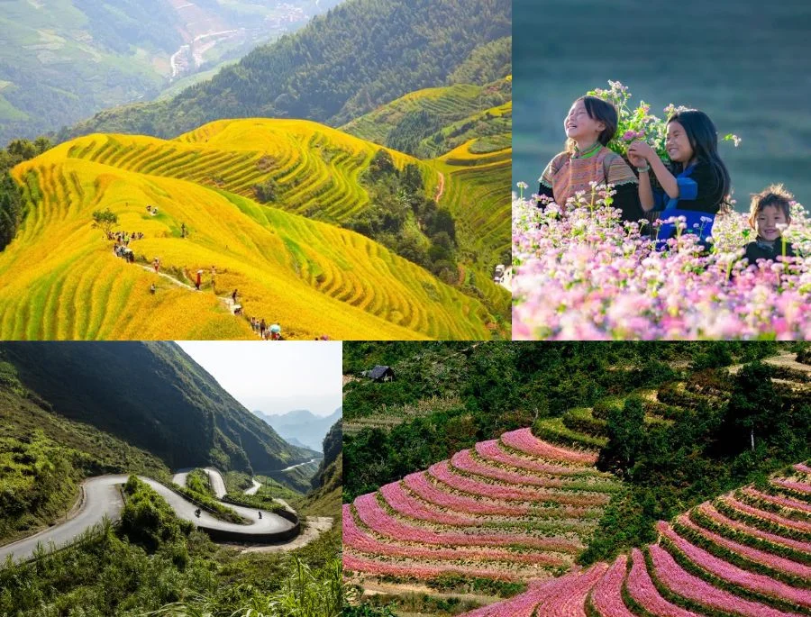 Đến du lịch hà Giang dịp lễ, du khách sẽ được chiêm ngưỡng một khung cảnh rực rỡ với lúa chín và hoa tam giác mạch nở
