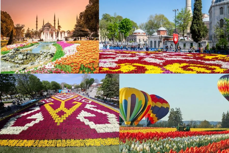 Những thảm hoa tulip rực rỡ mỗi khi lễ hội diễn ra