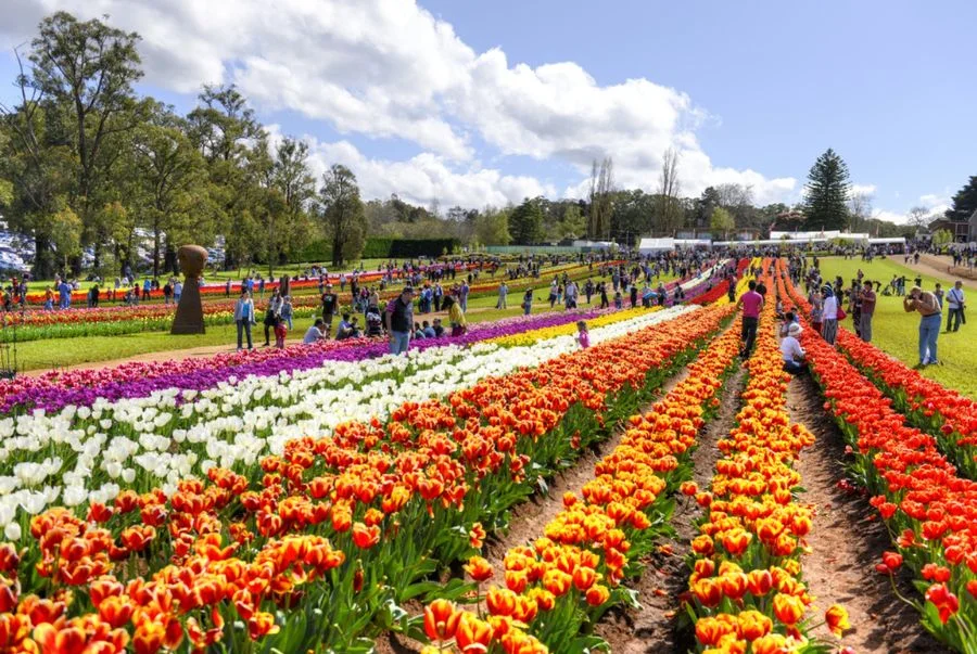 Các thảm hoa tulip nhiều màu nổi bật tại lễ hội