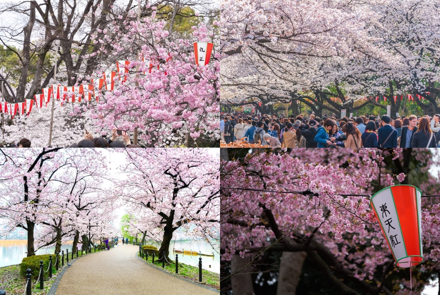 Lễ hội hoa anh đào tại công viên Ueno