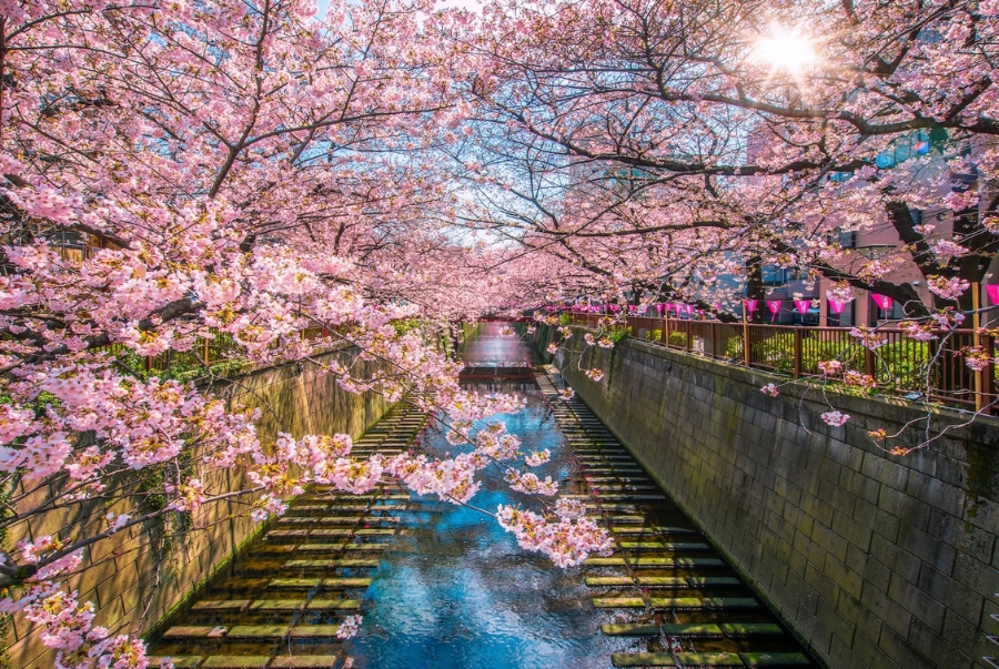 Lễ hội hoa anh đào dọc sông Meguro