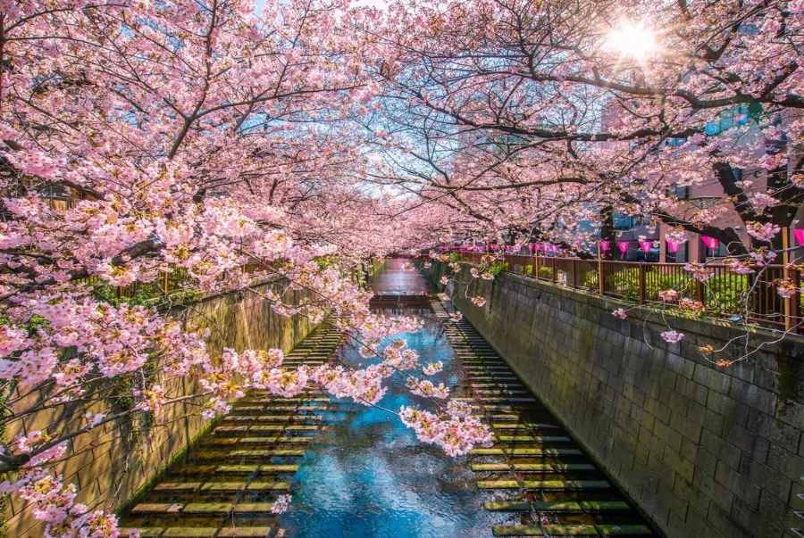 Lễ hội hoa anh đào dọc sông Meguro