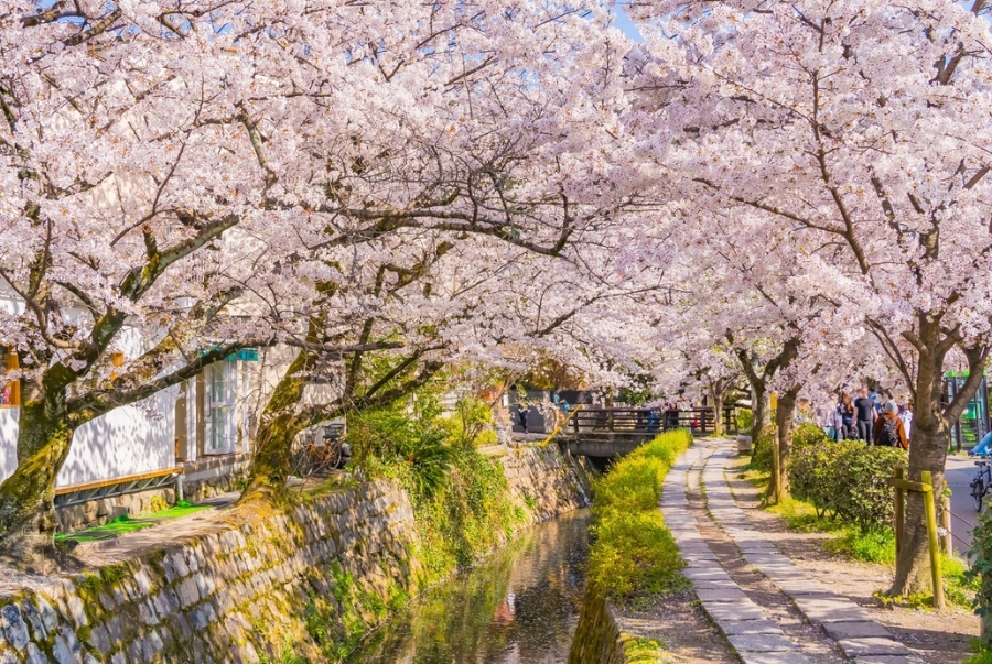 Con đường Triết Gia Philosopher’s Path là một điểm ngắm hoa anh đào nổi tiếng Kyoto