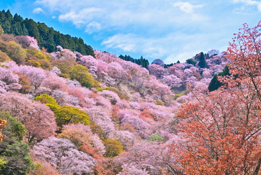 Hàng chục nghìn cây anh đào đồng loạt nở rộ tại núi Yoshino