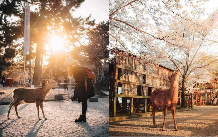 Nara, cố đô của Nhật Bản, là một điểm đến lý tưởng cho du khách muốn trải nghiệm văn hóa truyền thống Nhật Bản