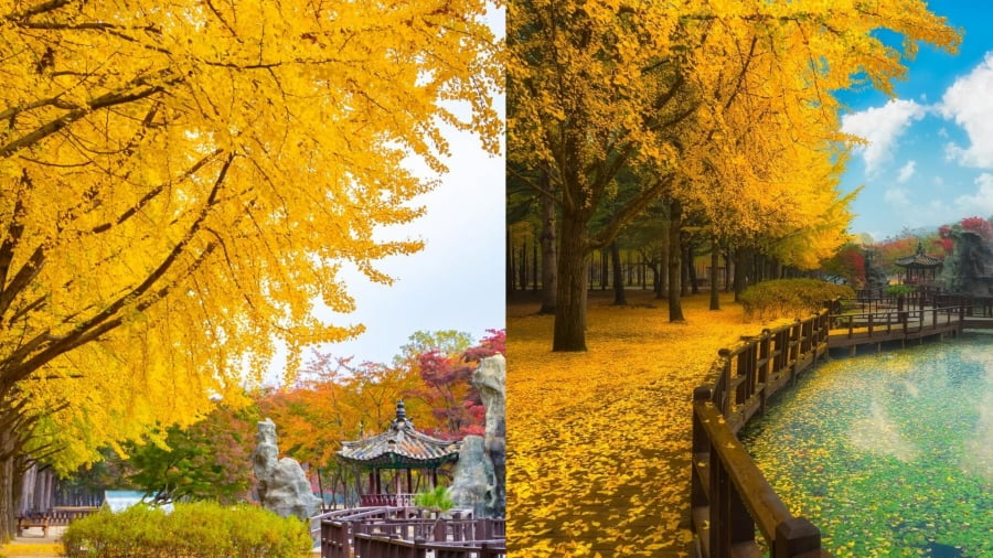 Đảo Jeju vào mùa thu cũng có một sức hút đặc biệt