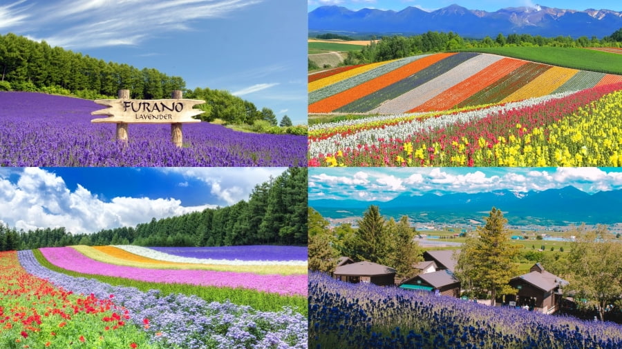 Farm Tomita là biểu tượng khi nhắc đến những cánh đồng hoa oải hương tại Hokkaido