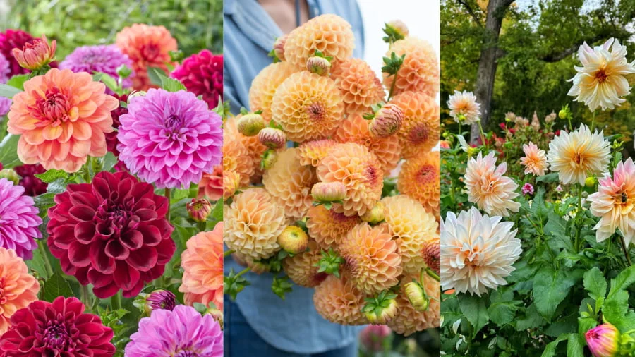 Hoa thược dược (Dahlia) - Vẻ đẹp kiêu sa và lộng lẫy