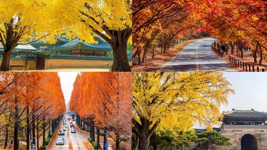 Mùa thu Hàn Quốc từ tháng mấy?