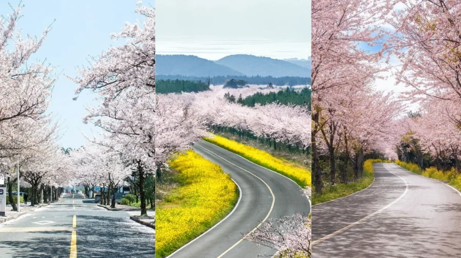 Hoa anh đào lại khoác lên đảo Jeju một vẻ đẹp lãng mạn, tinh khôi khó cưỡng