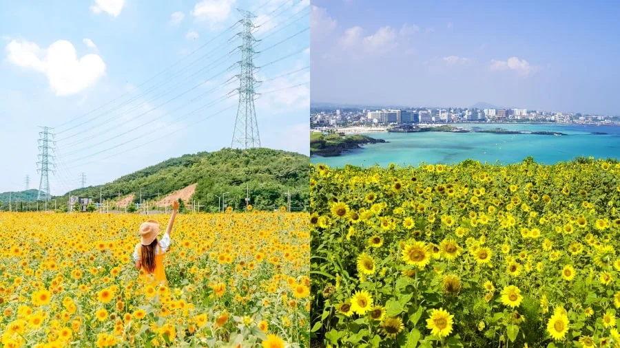 Hoa hướng dương mang theo năng lượng và sức sống mãnh liệt của hòn đảo Jeju xinh đẹp