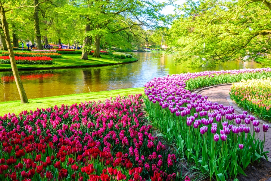 Tại Keukenhof bạn sẽ được chiêm ngưỡng hàng triệu bông hoa được sắp xếp công phu