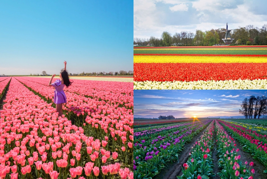 Những cánh đồng hoa Lisse nằm xen kẽ giữa khu dân cư trang trại và các con đường làng nhỏ